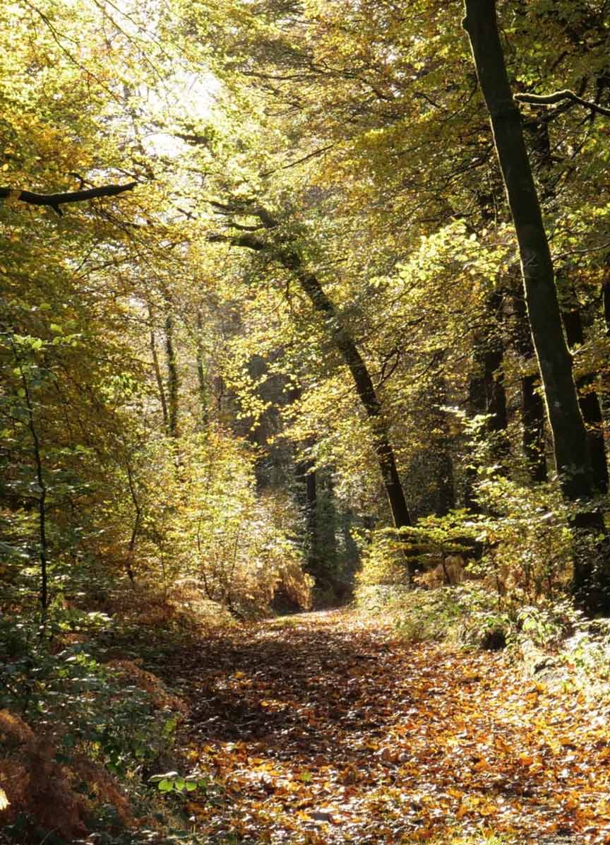 A path leading through autumn woodland
